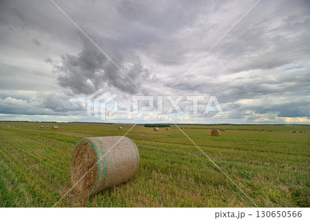 Rolling Hay Bales Gracefully Under a Dramatic and Beautifully Colorful Sky Above Them 130650566