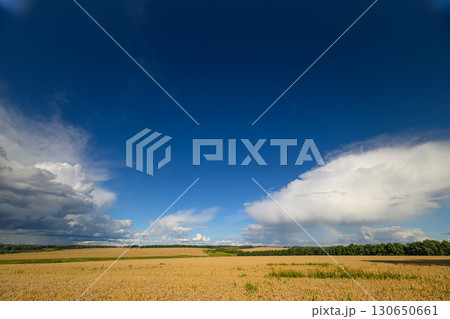Expansive Agricultural Field Stretching Under a Bright Blue Sky Interspersed with Clouds Expansive Agricultural Field Stretching Under a Bright Blue Sky Interspersed with Clouds 130650661