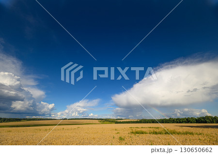A Vast Open Field Spanning Underneath a Clear Blue Sky Adorned with Fluffy Clouds 130650662