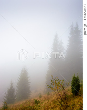 coniferous forest on the grassy hill in fog. nature background on a cold autumn morning. carpathian outdoor adventures in fall season under overcast sky coniferous forest on the grassy hill in fog. nature background on a cold autumn morning. carpathian outdoor adventures in fall season under overcast sky 130650835