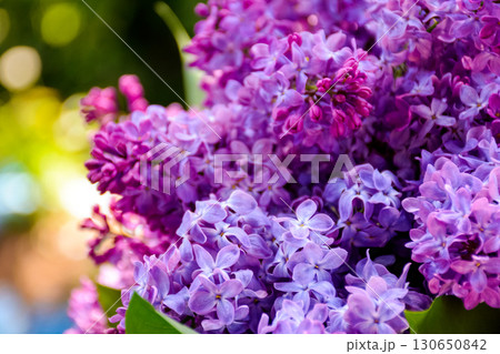 vivid lilac blossom in spring. purple syringa plant in the garden. closeup view in dappled light vivid lilac blossom in spring. purple syringa plant in the garden. closeup view in dappled light 130650842
