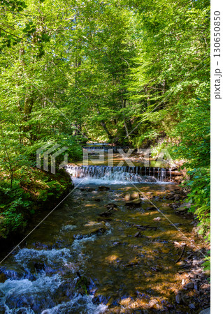 shypit water stream in the dense forest. scenic green environment of ukraine woodland in summer. beautiful nature scenery. freshness of woods on a sunny mooring shypit water stream in the dense forest. scenic green environment of ukraine woodland in summer. beautiful nature scenery. freshness of woods on a sunny mooring 130650850