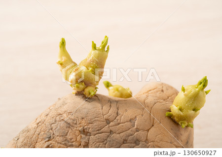 芽 芽生え 双葉 130650927