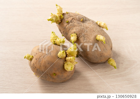 芽 芽生え 双葉 130650928