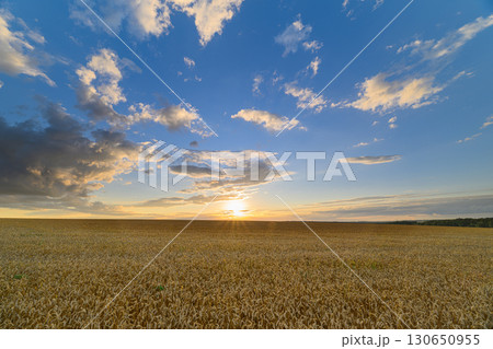 A Breathtakingly Stunning Sunset Illuminates a Golden Field Surrounded by Dramatic Clouds 130650955