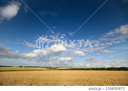 A Gorgeous Golden Wheat Field Stretching Beneath a Bright and Clear Blue Sky Above 130650972