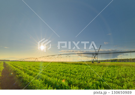 A Vibrant Farming Landscape Bathed in Sunlight with a Modern Irrigation System in Place A Vibrant Farming Landscape Bathed in Sunlight with a Modern Irrigation System in Place 130650989