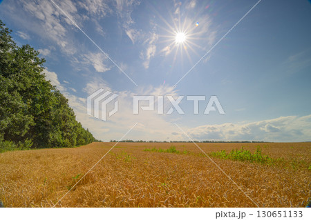 A Vast and Expansive Golden Wheat Field Spreading Out Beneath a Bright and Beautiful Clear Sky Above A Vast and Expansive Golden Wheat Field Spreading Out Beneath a Bright and Beautiful Clear Sky Above 130651133