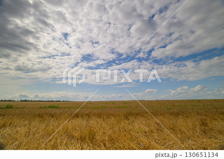 A Beautiful Golden Wheat Field Basking Under a Cloudy Sky in the Countryside Awaits You A Beautiful Golden Wheat Field Basking Under a Cloudy Sky in the Countryside Awaits You 130651134