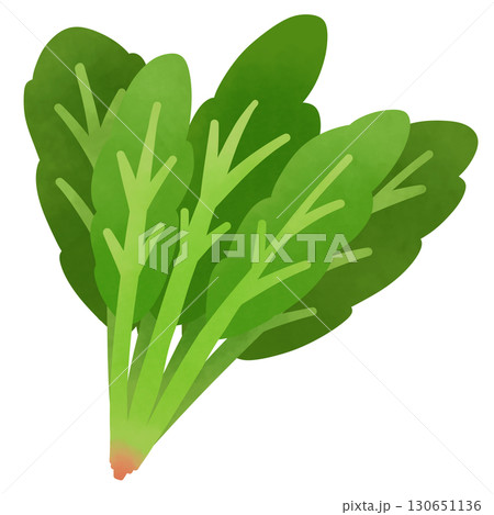 ほうれん草のイラスト ほうれん草のイラスト 130651136