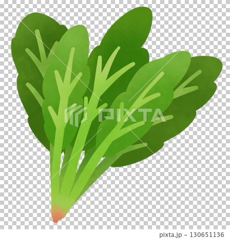 ほうれん草のイラスト ほうれん草のイラスト 130651136