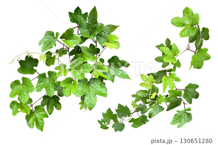 緑が美しい葉っぱの切抜き素材（背景透過） 130651280