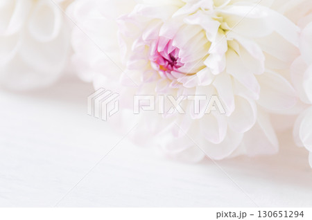 flowers dahlia festive background, pastel and soft bouquet floral card, top view wallpaper background. Macro of White Dahlia Flowers for Texture Background. flowers dahlia festive background, pastel and soft bouquet floral card, top view wallpaper background. Macro of White Dahlia Flowers for Texture Background. 130651294