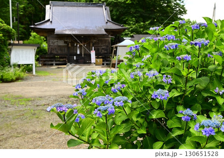 円万寺観音山のアジサイ 円万寺観音山のアジサイ 130651528