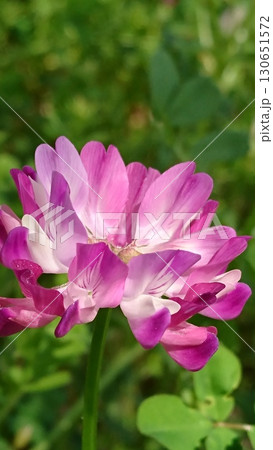 春の陽射しを受けて咲くレンゲソウ（蓮華草） 130651572