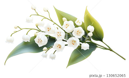 Beautiful White Lily of the Valley Blossoms with Green Leaves on a Bright Background 130652065