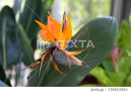 楽園の使者 ― 極楽鳥花の華麗な姿 130653061