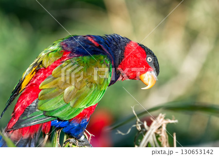 Black-capped lory parrot on a twig close-up 130653142