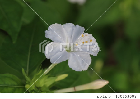 夏の庭に咲く白いオシロイバナ 130653608