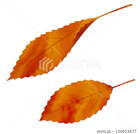 落ち葉　紅葉　水彩風 130653677