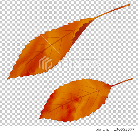 落ち葉　紅葉　水彩風 130653677