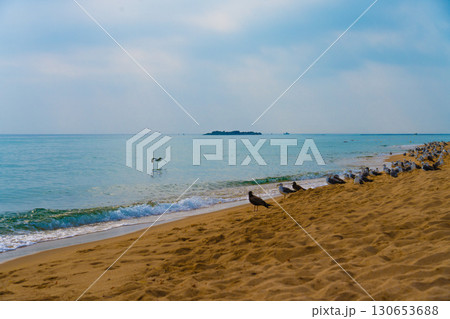 Seagulls sit on the coast of the eastern sea. Korea 130653688