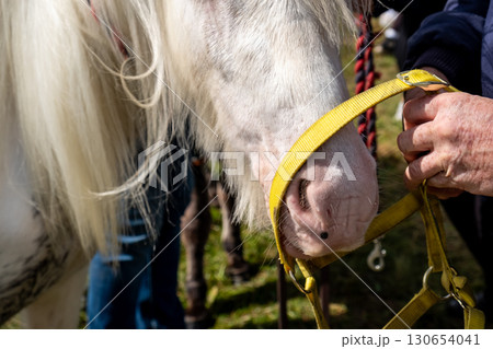A horse with long hair in County Donegal, Ireland A horse with long hair in County Donegal, Ireland 130654041