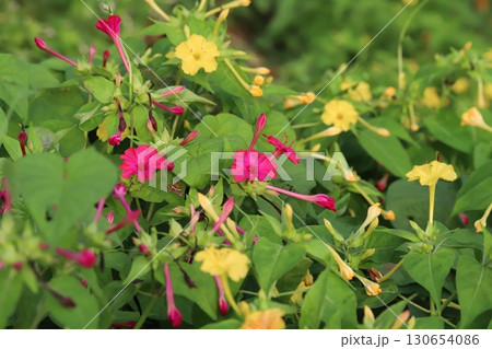 夏の庭に咲く黄色や濃いピンク色のオシロイバナ 130654086