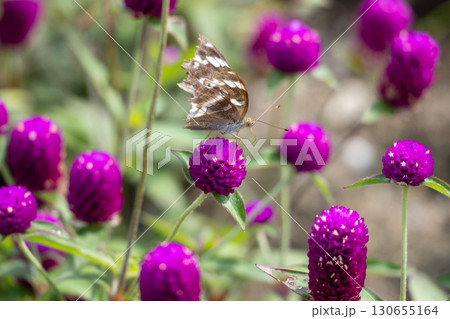 タテハチョウとゴンフレナ 130655164