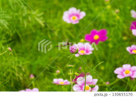 コスモスのつぼみに止まるトンボ 130655170