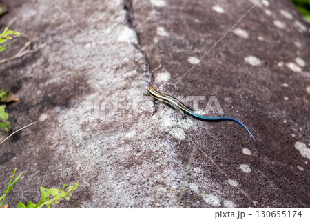 日向ぼっこするニホントカゲの幼体またはメス 130655174