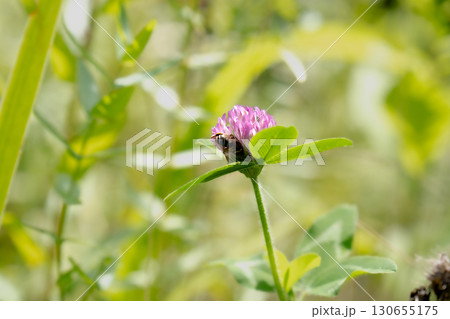 モモイロシロツメクサに頭を突っ込む蜂 130655175