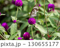 紫色のゴンフレナの蜜を吸うタテハチョウ 130655177