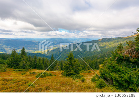 hillside of mountain range with coniferous forest and meadow. view in to the distant rural valley from above. beautiful countryside landscape of transcarpathia in autumn hillside of mountain range with coniferous forest and meadow. view in to the distant rural valley from above. beautiful countryside landscape of transcarpathia in autumn 130655189