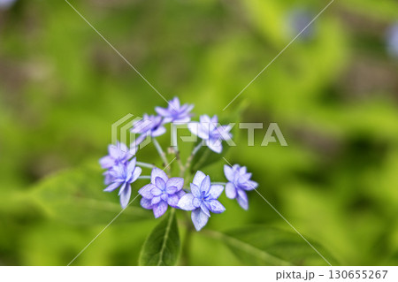 初夏の花、紫陽花の花風景-21 130655267