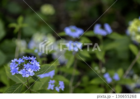 初夏の花、紫陽花の花風景-22 130655268