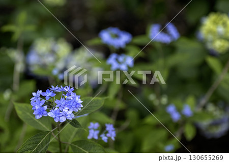 初夏の花、紫陽花の花風景-23 初夏の花、紫陽花の花風景-23 130655269