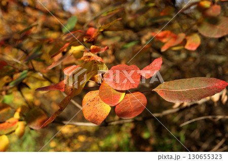 colorful foliage on a tree branch illuminated by the sun's rays in an autumn forest 130655323