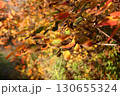 colorful foliage on a tree branch illuminated by the sun's rays in an autumn forest 130655324