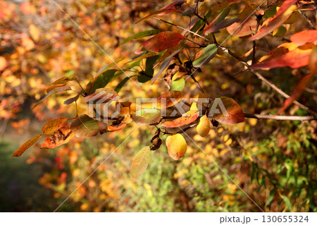 colorful foliage on a tree branch illuminated by the sun's rays in an autumn forest colorful foliage on a tree branch illuminated by the sun's rays in an autumn forest 130655324