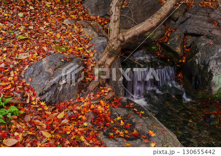 京都　渉成園の丹楓渓 落葉の絨毯 130655442