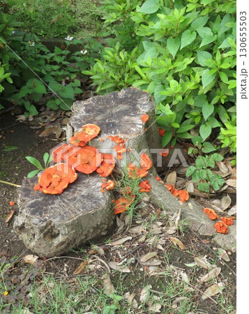 切り株 キノコ 130655503