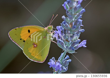 Clouded Yellow - Colias croceus, Greece 130655936