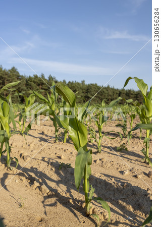 a new crop of sweet corn in a field in the summer 130656284