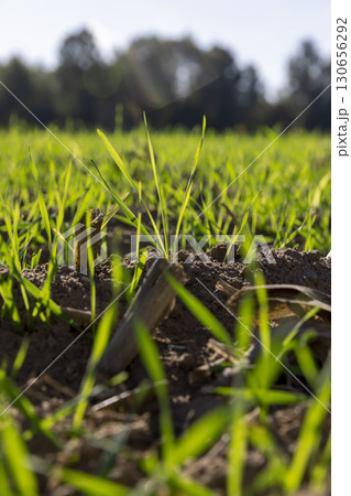 green of frost-resistant wheat that was planted in winter, winter wheat, cereals in the autumn season before frost, sunny weather green of frost-resistant wheat that was planted in winter, winter wheat, cereals in the autumn season before frost, sunny weather 130656292
