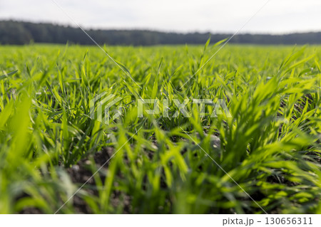 green field with green wheat sprouts in the autumn season, wheat resistant to cold weather planted in autumn for wintering and early grain harvest 130656311