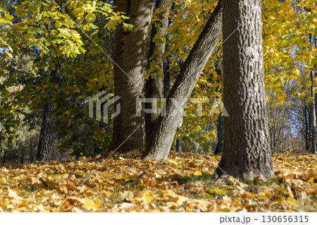 maple trees in the autumn season against the background of the blue sky in sunny weather, nature during the autumn cold snap and a change in the color of the foliage of trees maple trees in the autumn season against the background of the blue sky in sunny weather, nature during the autumn cold snap and a change in the color of the foliage of trees 130656315