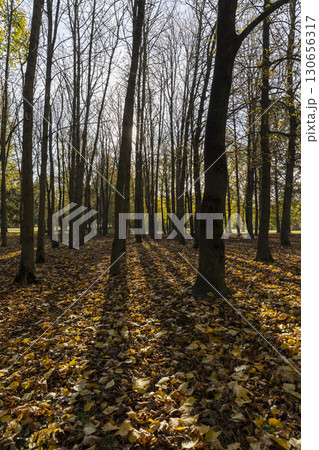 maple foliage in autumn in sunny weather, big changes in the forest on maple trees , the sun shines through the trees and shines through the yellow foliage 130656317
