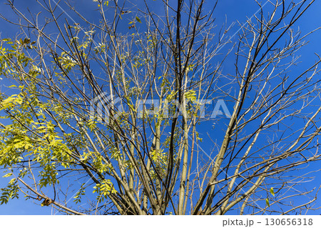 last ash foliage on the branches of the tree in autumn, the blue sky and the last ash foliage that did not fall to the ground 130656318