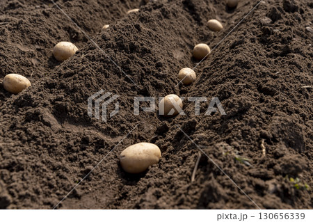 potatoes in rows in a field , rows of potatoes in the field in the spring of the year during farming 130656339